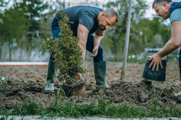 Best Lawn Mowing  in Encinitas, CA