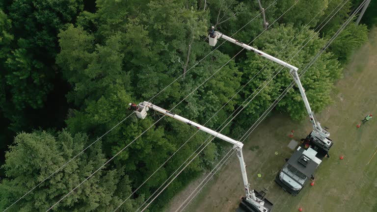  Encinitas, CA Tree Care Services Pros