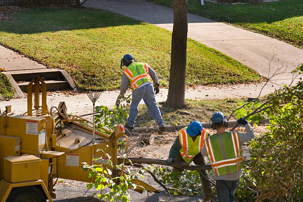 Best Hazardous Tree Removal  in Encinitas, CA