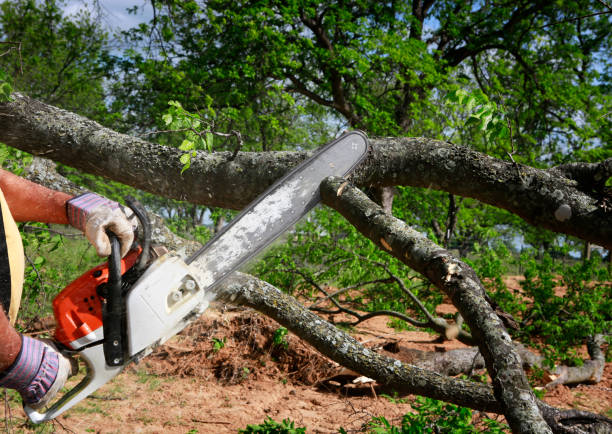 Best Tree Cabling and Bracing  in Encinitas, CA